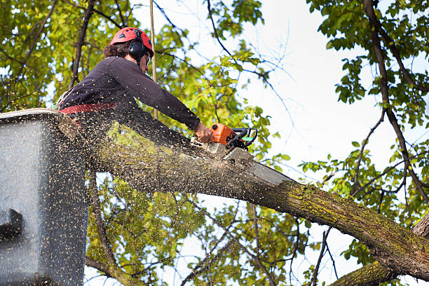 Best Emergency Tree Service  in Woodlake, VA